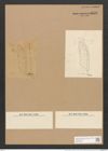 Nitzschia weissflogii var. interrupta Grun. (de-Toni-Nr.: Genus 47, Species 2061) Zeichnungen Sammlung Grunow Nr. 4073 (NHMW-BOT-W0371913)